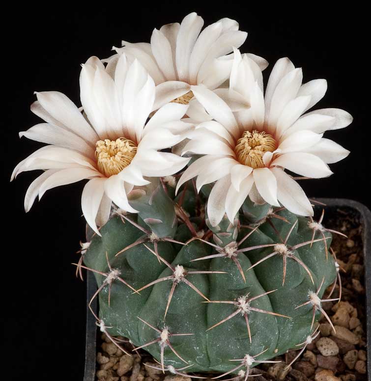 Gymnocalycium intertextum P 511